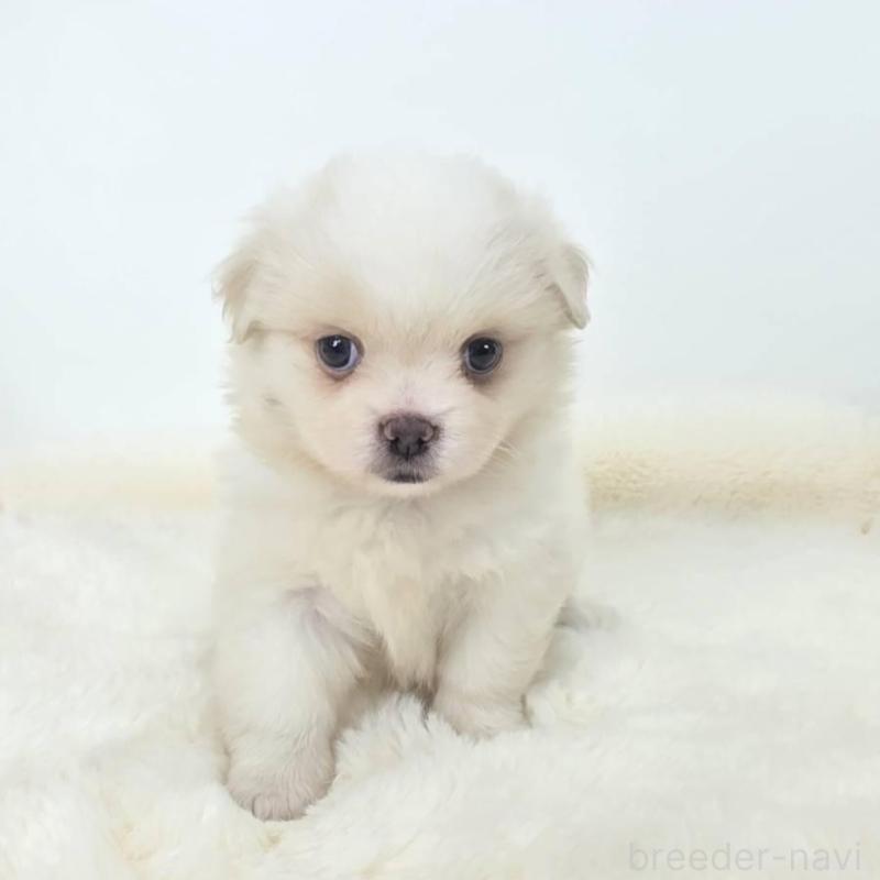 販売中の茨城県のミックス犬-418306