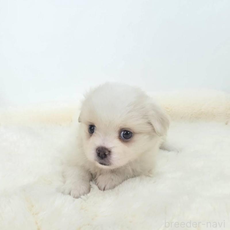 販売中の茨城県のミックス犬-418306の6枚目