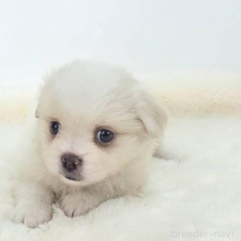 販売中の茨城県のミックス犬-418306の5枚目
