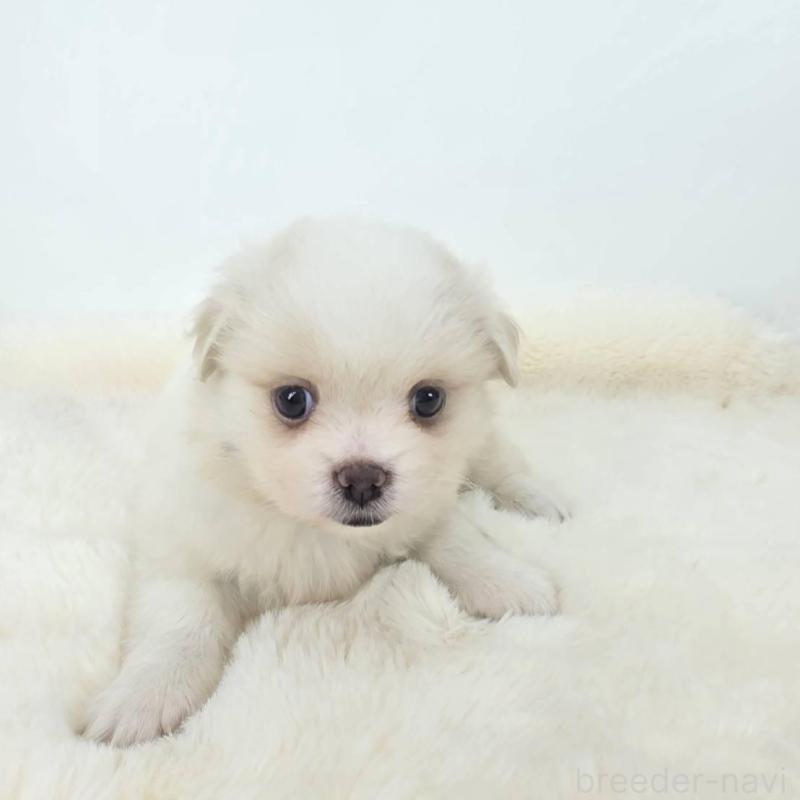 販売中の茨城県のミックス犬-418306の4枚目