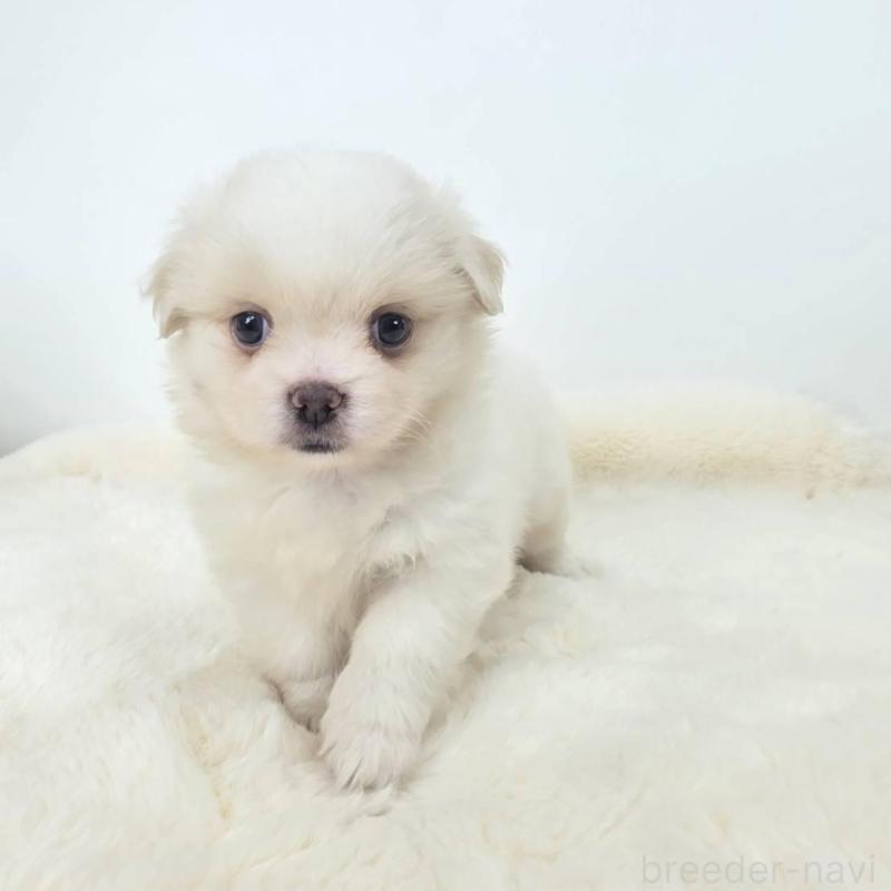 販売中の茨城県のミックス犬-418306の3枚目