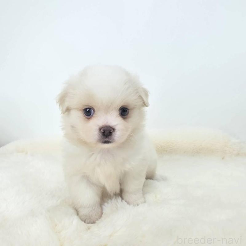 販売中の茨城県のミックス犬-418306の2枚目