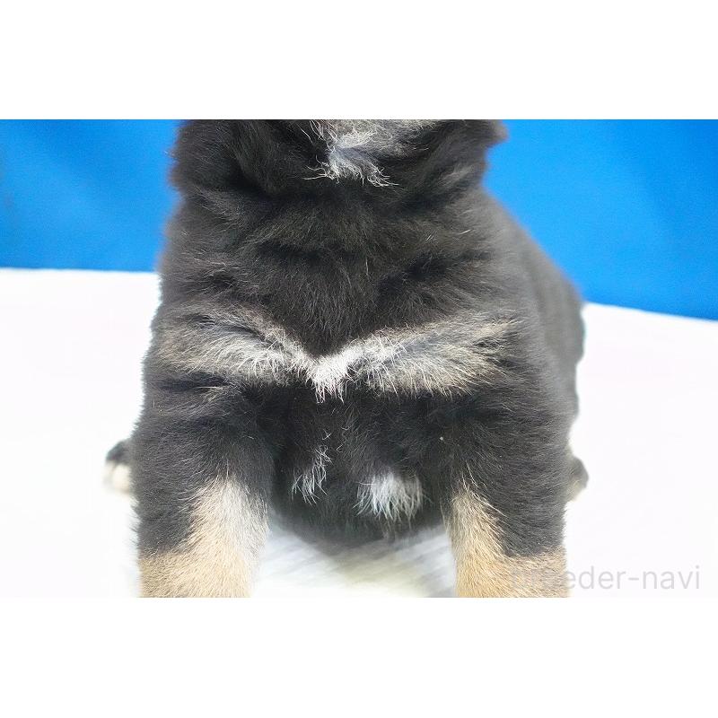 販売中の愛知県の柴犬-418310の10枚目