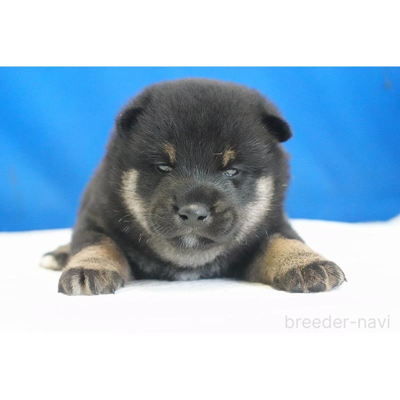 販売中の愛知県の柴犬-418310の8枚目