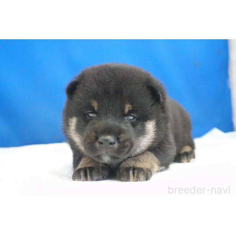 販売中の愛知県の柴犬-418310の9枚目