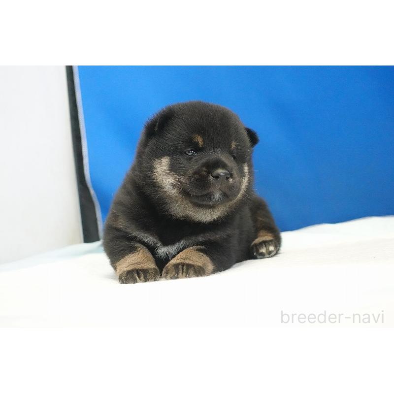 販売中の愛知県の柴犬-418310の7枚目