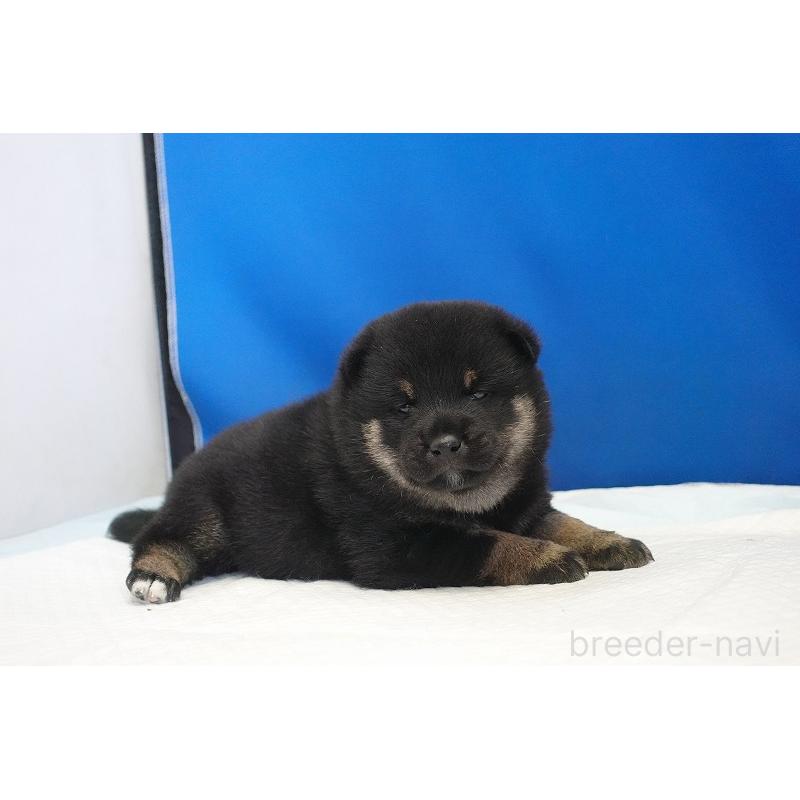 販売中の愛知県の柴犬-418310の6枚目