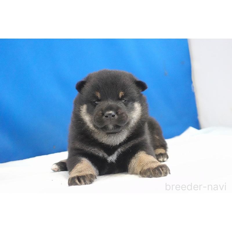 販売中の愛知県の柴犬-418310の5枚目
