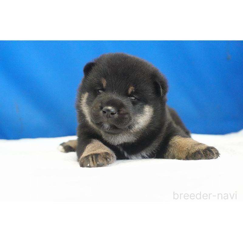 販売中の愛知県の柴犬-418310の4枚目