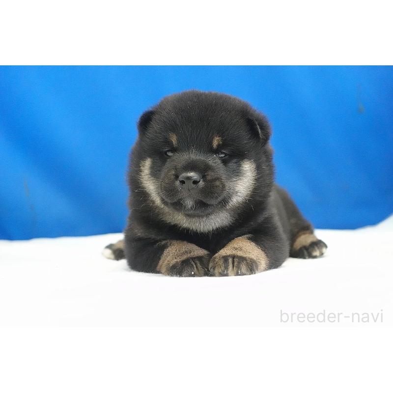販売中の愛知県の柴犬-418310の3枚目