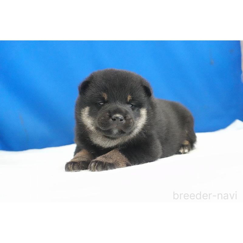 販売中の愛知県の柴犬-418310の2枚目