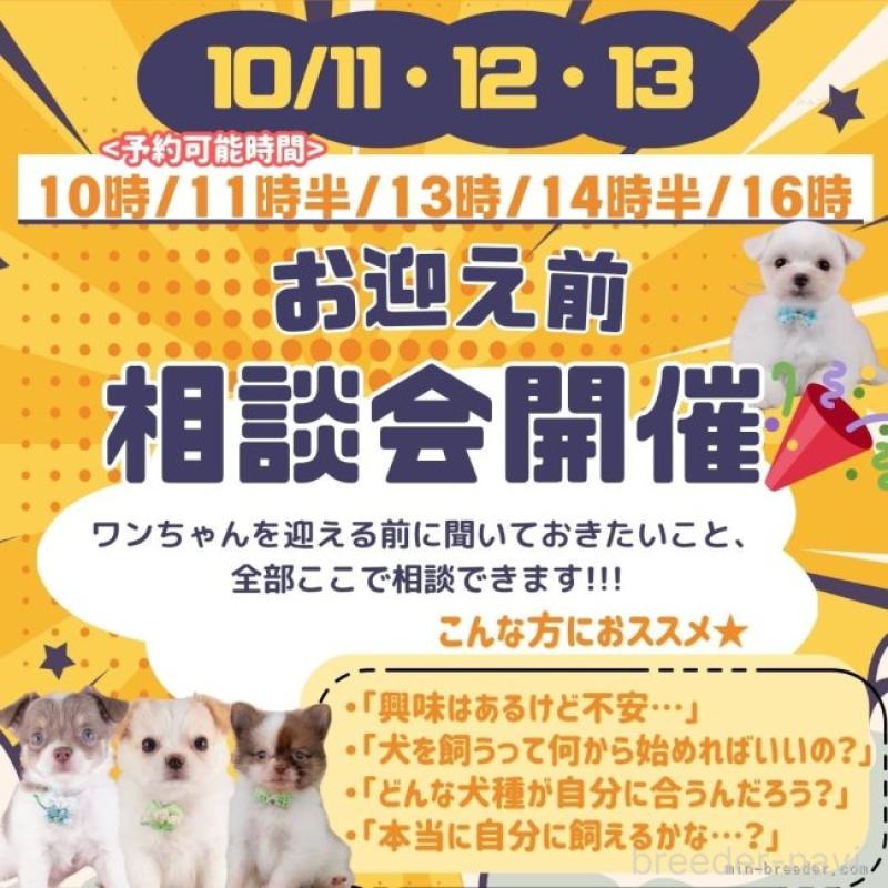 販売中の神奈川県のチワックス:チワワ×ミニチュアダックスフンド-400205の4枚目