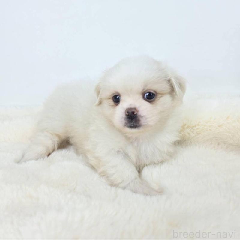 販売中の茨城県のミックス犬-418308