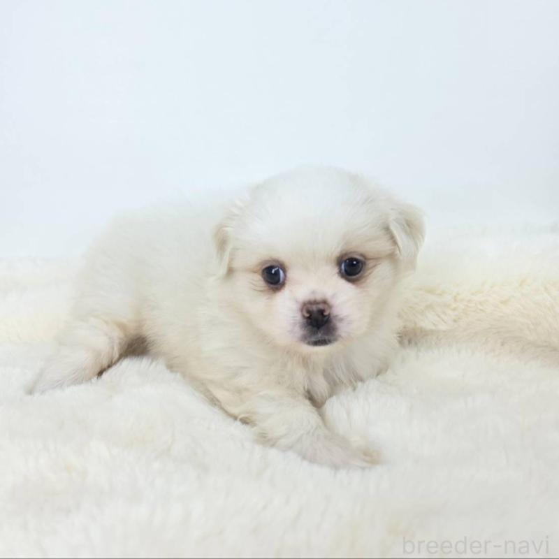 販売中の茨城県のミックス犬-418308の6枚目