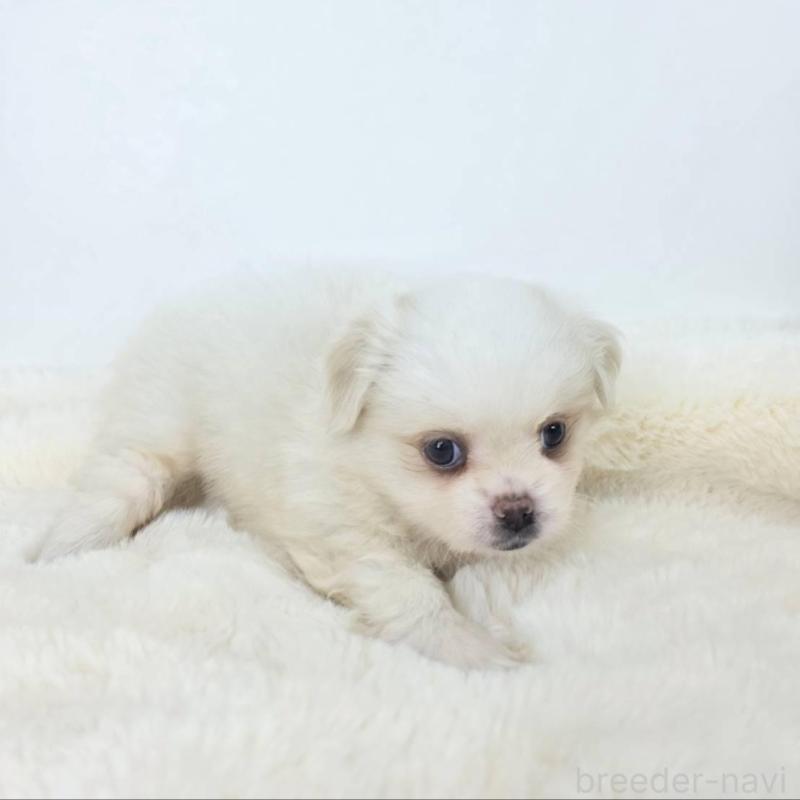 販売中の茨城県のミックス犬-418308の5枚目