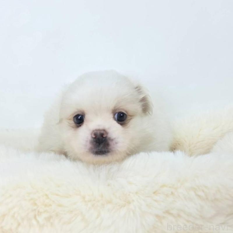 販売中の茨城県のミックス犬-418308の3枚目