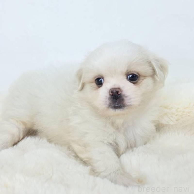 販売中の茨城県のミックス犬-418308の2枚目
