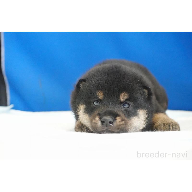販売中の愛知県の柴犬-418311の8枚目