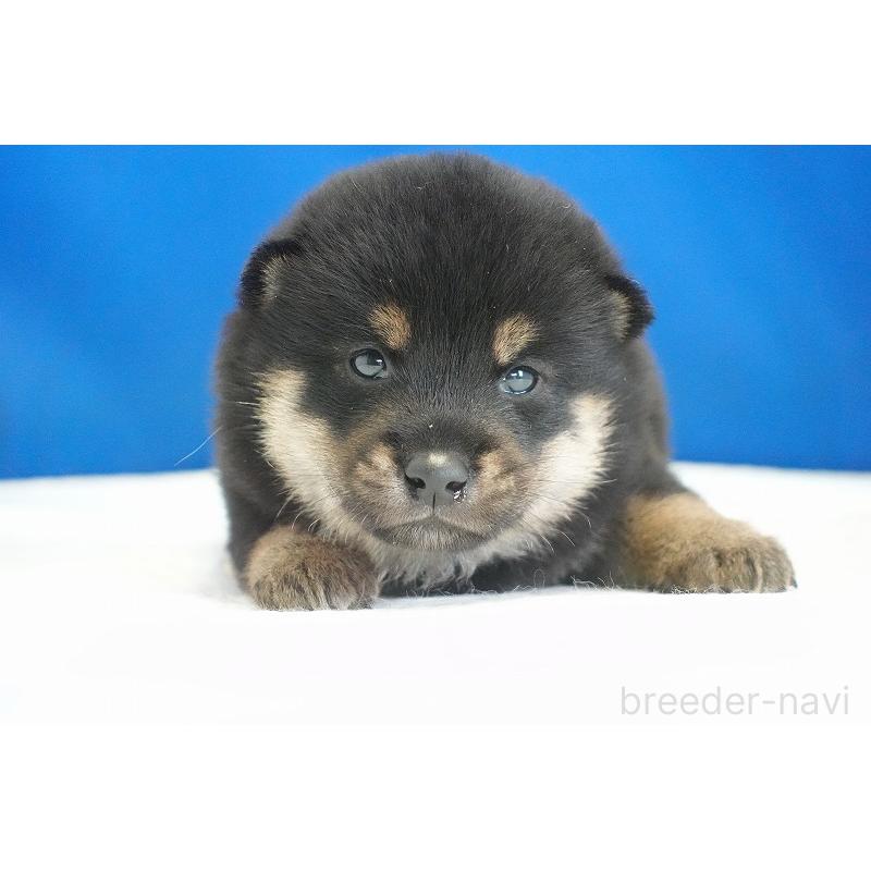 販売中の愛知県の柴犬-418311の7枚目