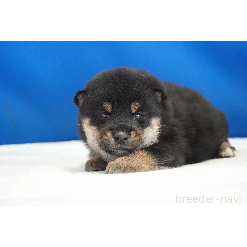 販売中の愛知県の柴犬-418311の6枚目