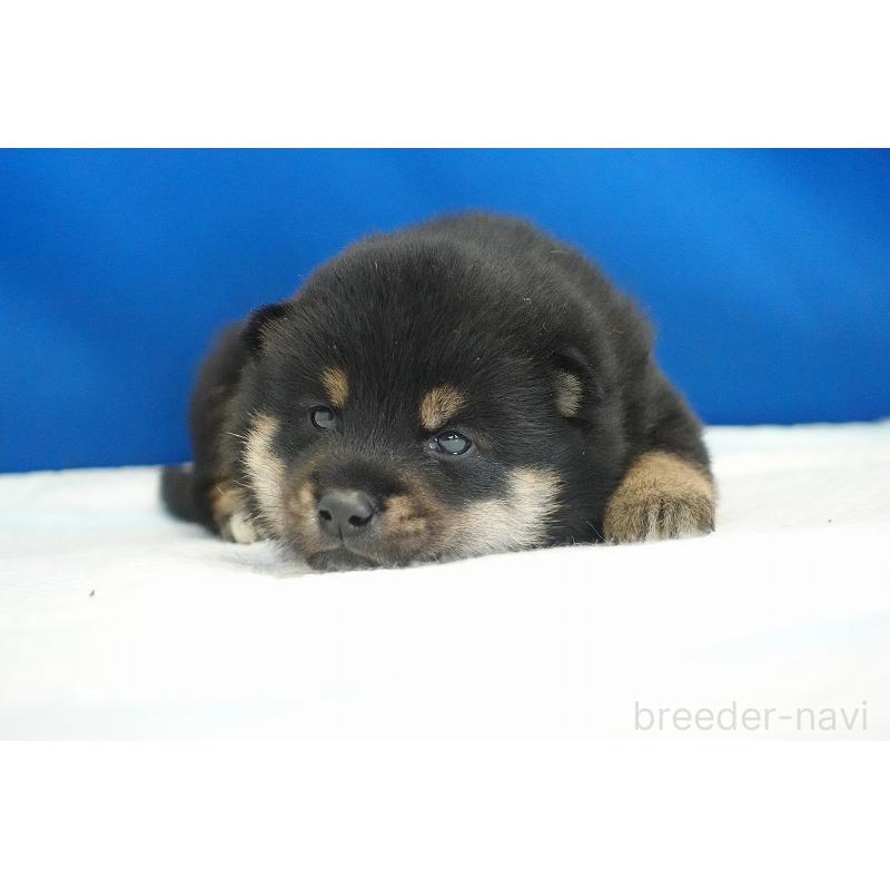 販売中の愛知県の柴犬-418311の5枚目