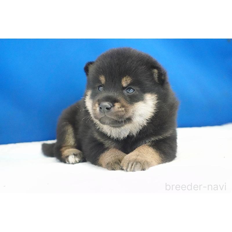販売中の愛知県の柴犬-418311の4枚目