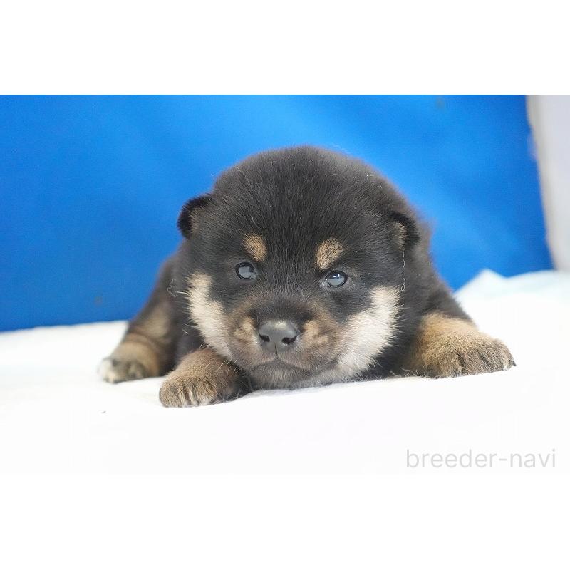 販売中の愛知県の柴犬-418311の3枚目