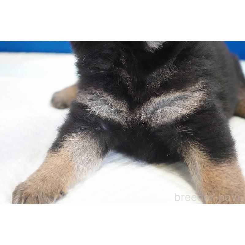 販売中の愛知県の柴犬-418311の2枚目