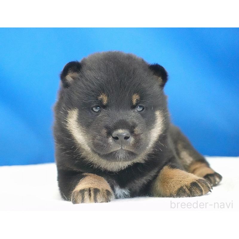 販売中の愛知県の柴犬-418315の8枚目