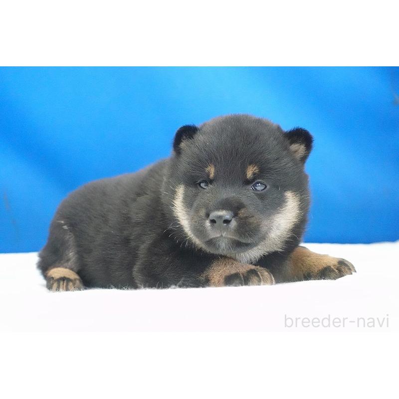 販売中の愛知県の柴犬-418315の7枚目