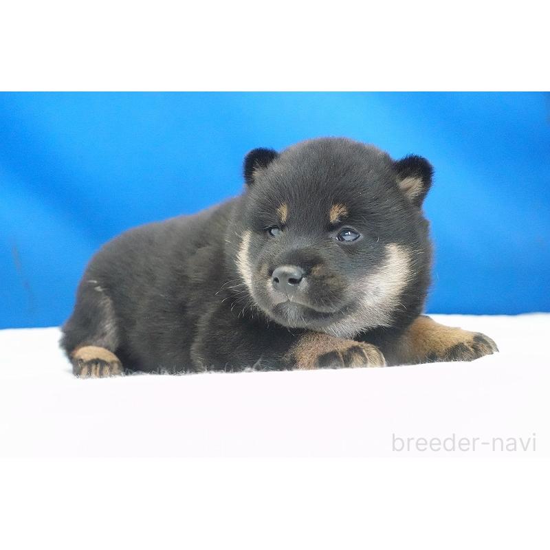 販売中の愛知県の柴犬-418315の6枚目