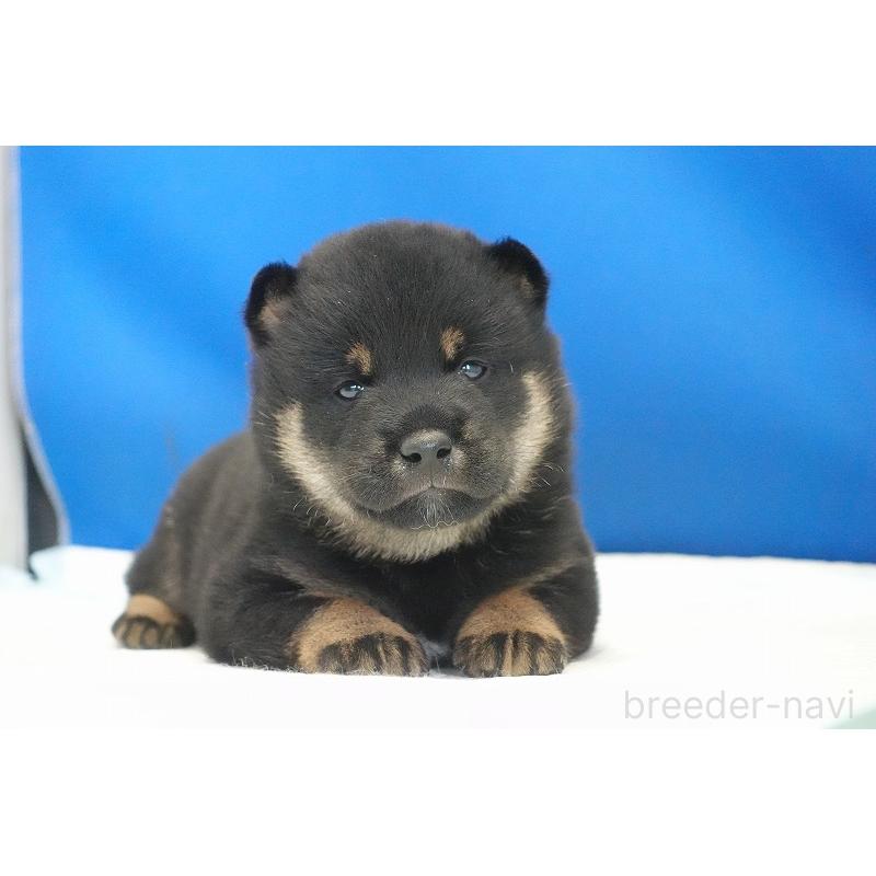 販売中の愛知県の柴犬-418315の5枚目