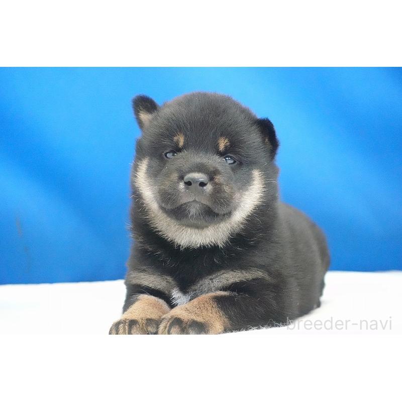 販売中の愛知県の柴犬-418315の3枚目
