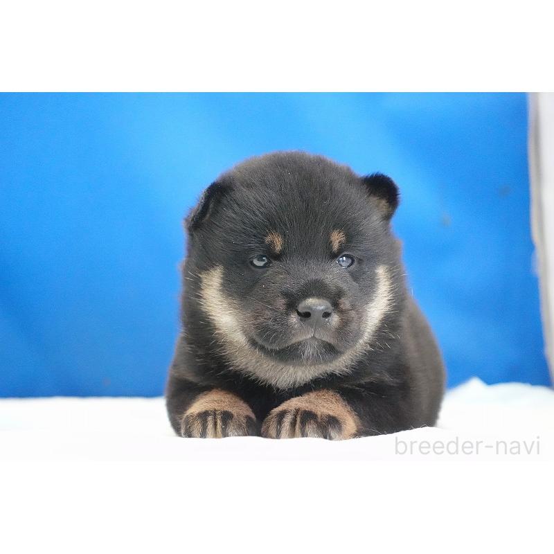 販売中の愛知県の柴犬-418315の4枚目