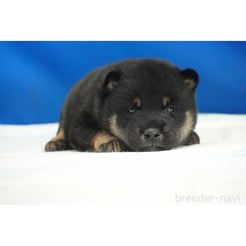 販売中の愛知県の柴犬-418315の2枚目