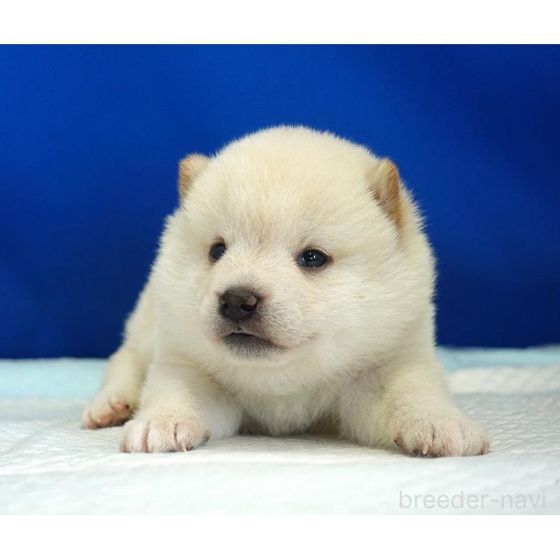 販売中の愛知県の柴犬-418316の10枚目