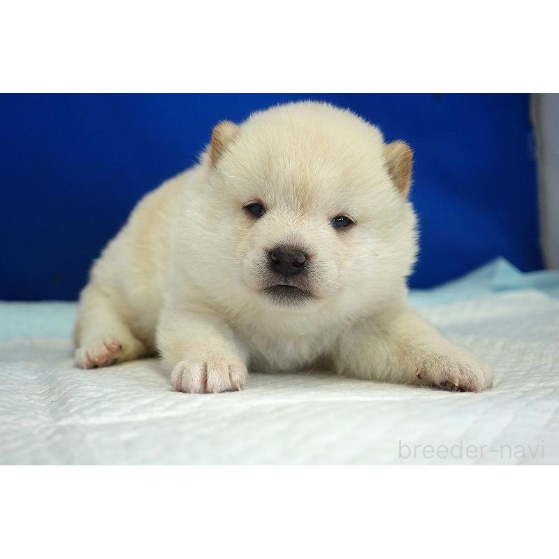 販売中の愛知県の柴犬-418316の9枚目