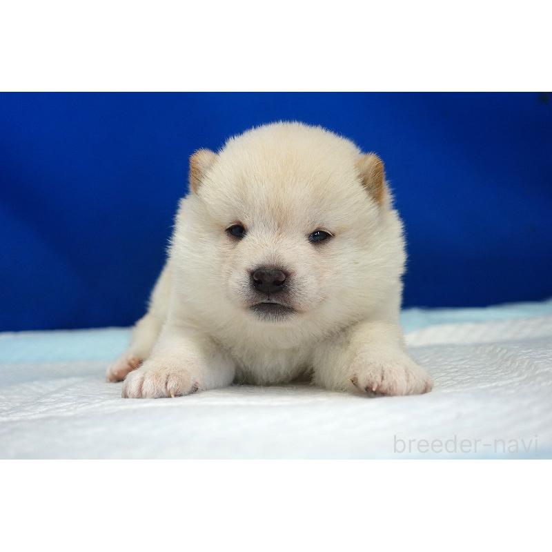 販売中の愛知県の柴犬-418316の8枚目