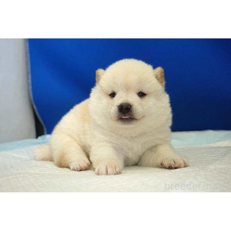 販売中の愛知県の柴犬-418316の7枚目