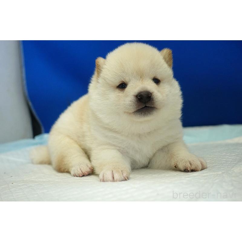 販売中の愛知県の柴犬-418316の6枚目
