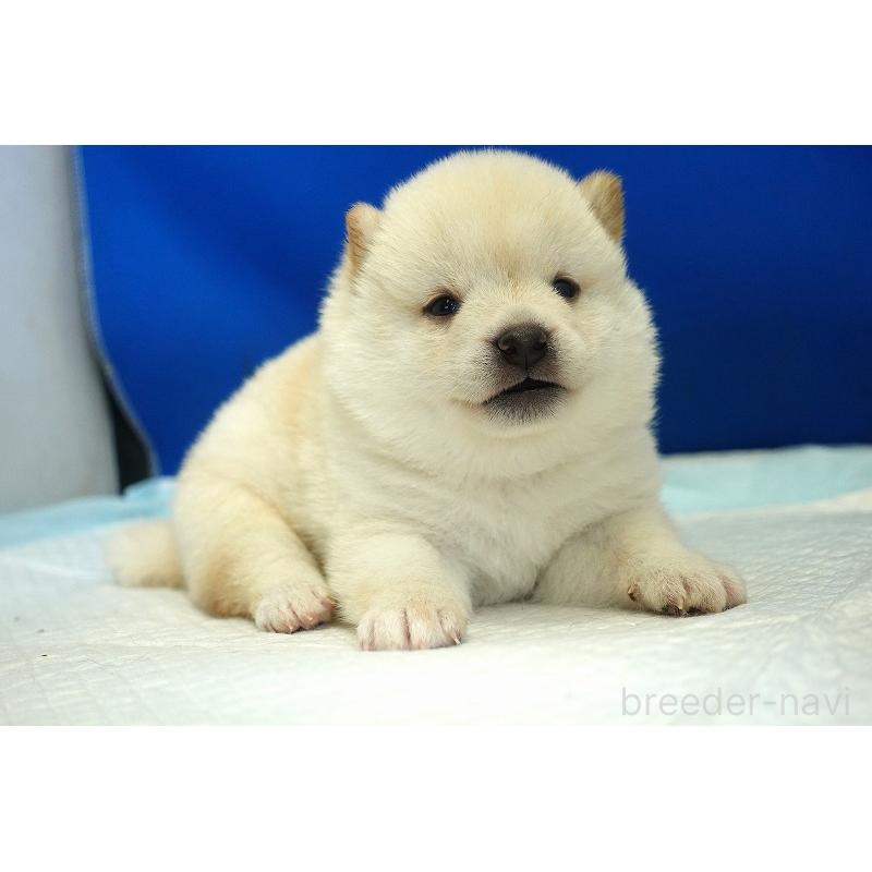 販売中の愛知県の柴犬-418316の4枚目
