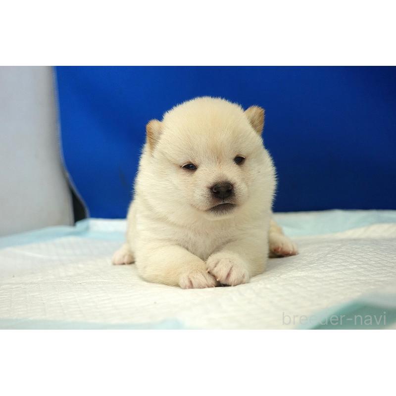 販売中の愛知県の柴犬-418316の5枚目