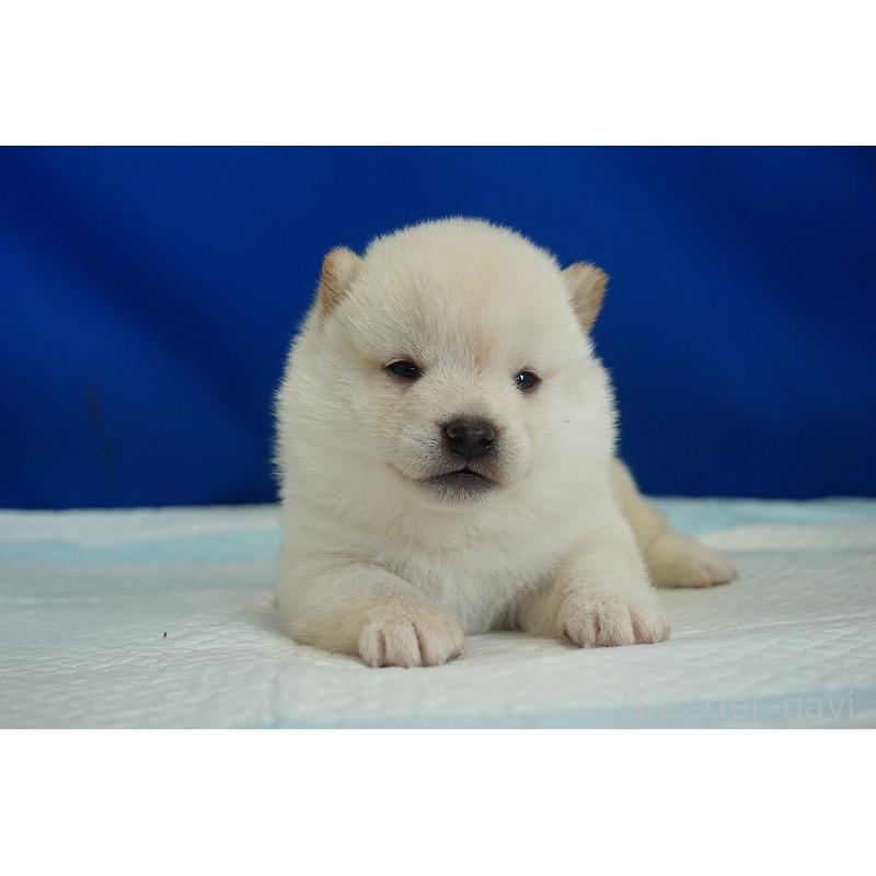 販売中の愛知県の柴犬-418316の3枚目