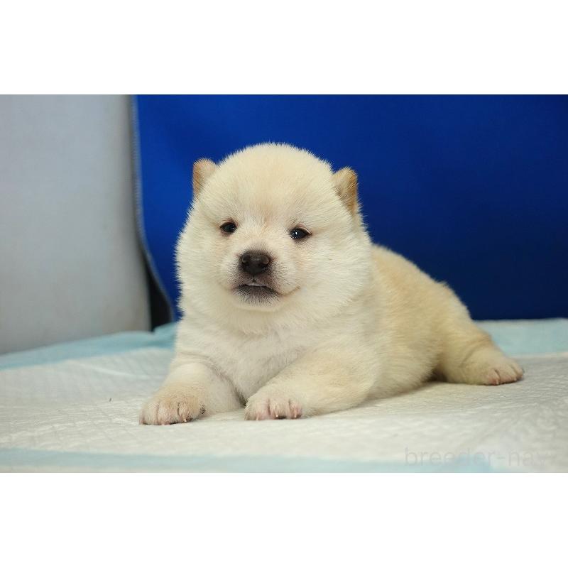 販売中の愛知県の柴犬-418316の2枚目