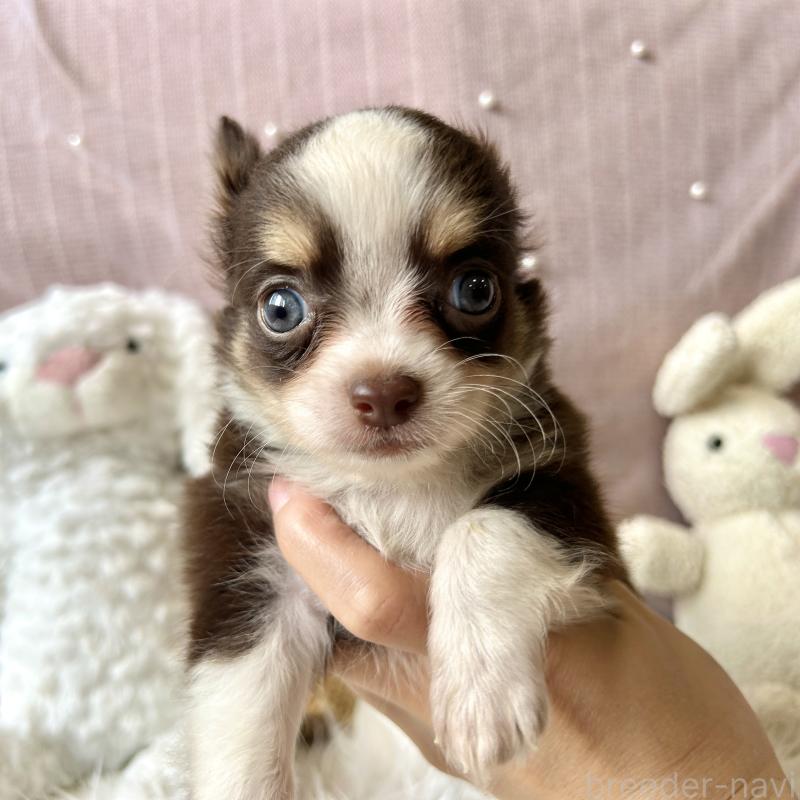 販売中の栃木県のチワワ(ロングコート)-418326の10枚目
