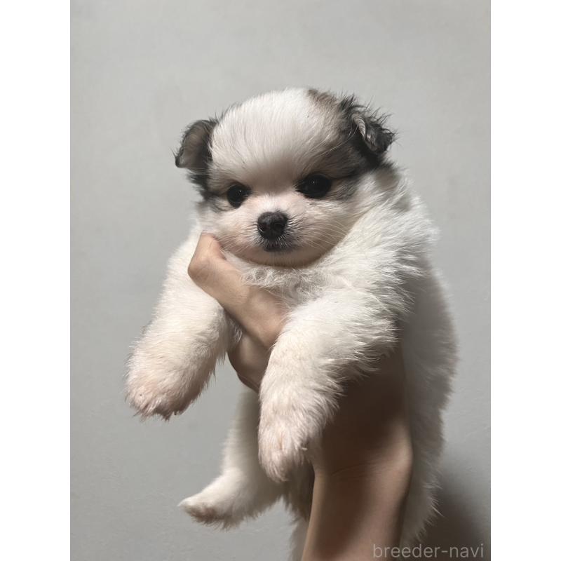 販売中の愛知県のミックス犬-418325の3枚目