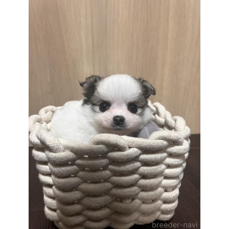 販売中の愛知県のミックス犬-418325の2枚目