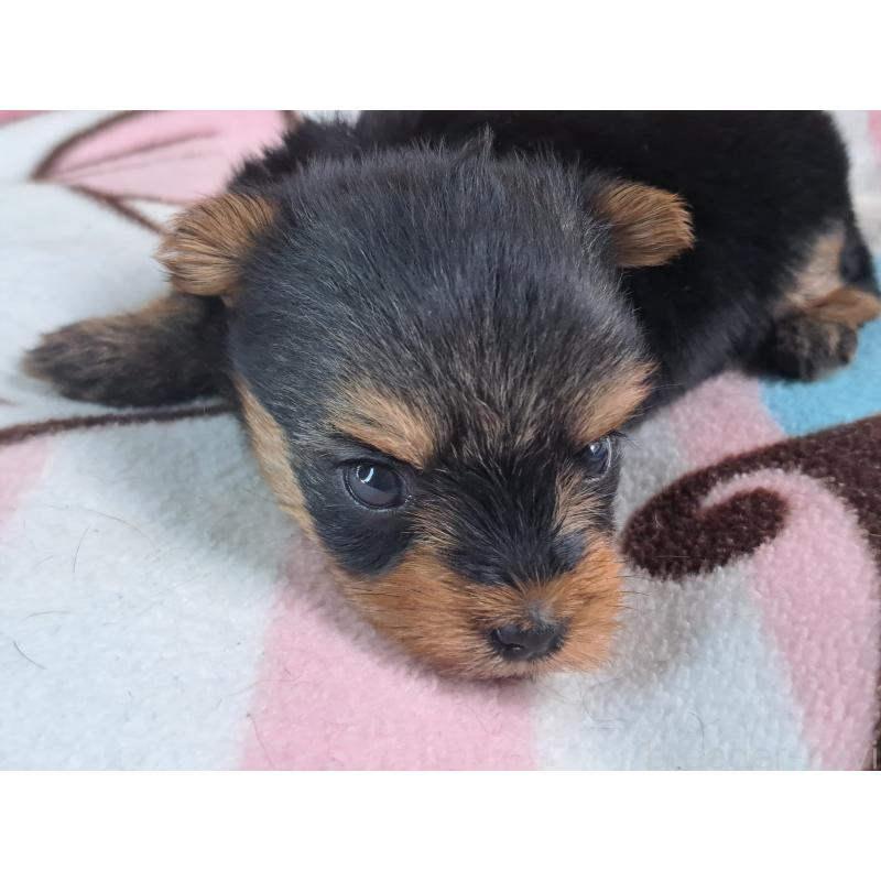 成約済の愛知県のヨークシャーテリア-415194の22枚目