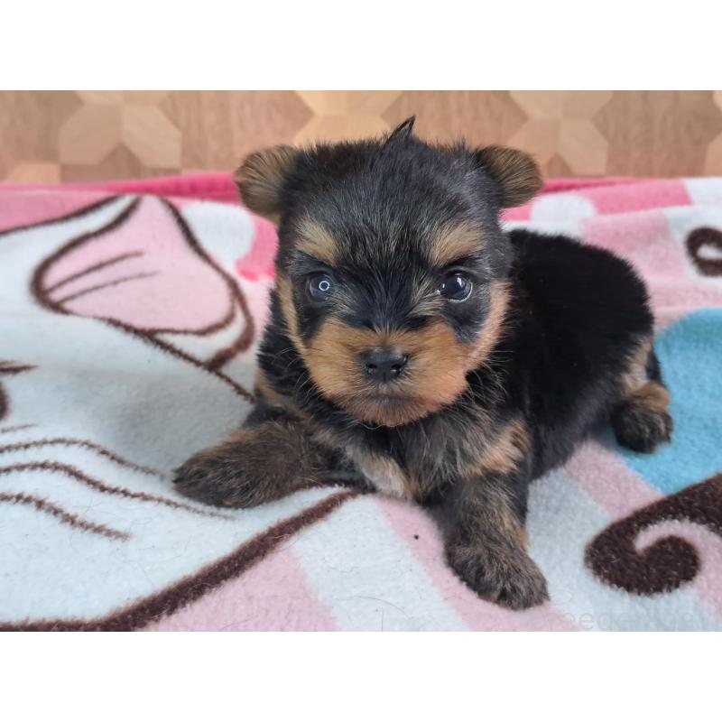 成約済の愛知県のヨークシャーテリア-415194の21枚目