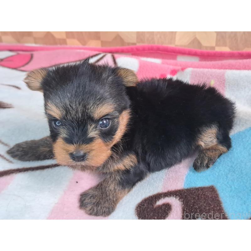 成約済の愛知県のヨークシャーテリア-415194の20枚目